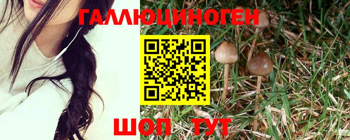 Псилоцибиновые грибы Psilocybe  Дубна  Псилоцибиновые грибы мухоморы 